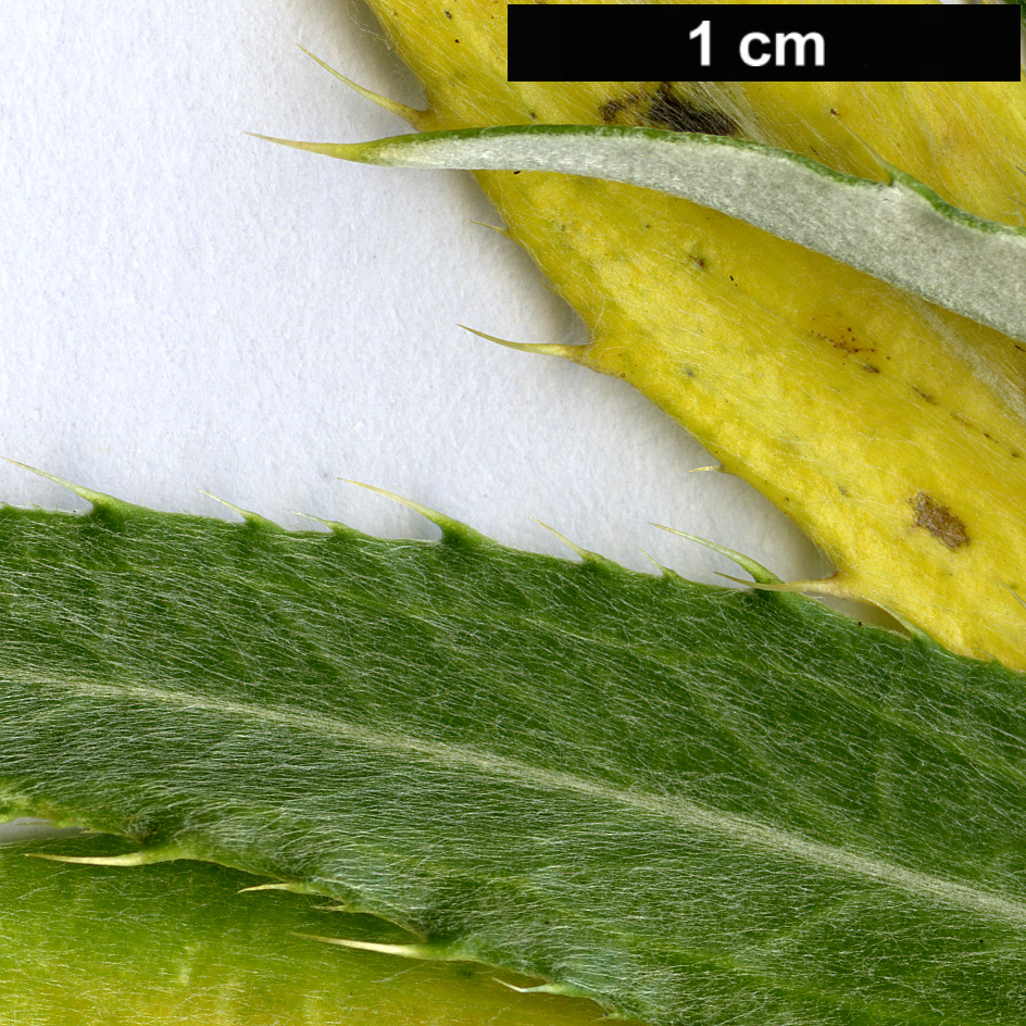High resolution image: Family: Asteraceae - Genus: Carlina - Taxon: salicifolia - SpeciesSub: var. salicifolia